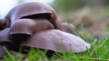 Doğal sonbahar ortamında üfleme (Lepista nuda)