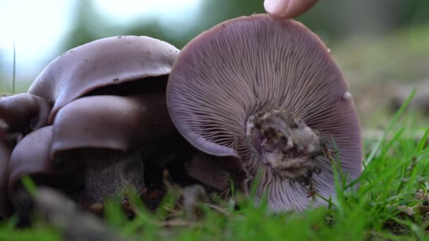 Wood Blewit Ambiente Autunnale Naturale Lepista Nuda — Video Stock