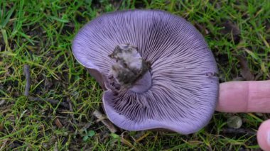 Doğal sonbahar ortamında Ağaç Üflemesi (Lepista nuda)