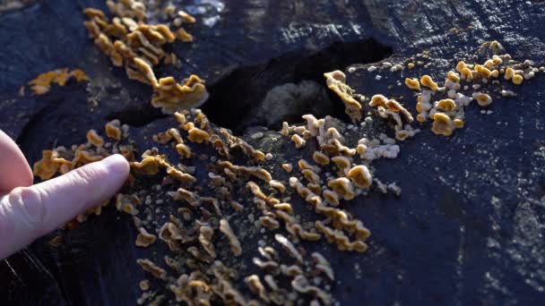 Cortina Peluda Cogumelos Crosta Toco Stereum Hirsutum — Vídeo de Stock