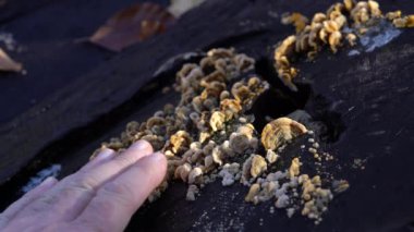 Kıllı Perde Kabuğu mantarları kütük üzerinde (Stereum hirsutum)