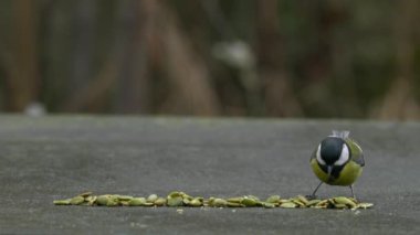 Great Tit takes quickly grains on table (Parus major)