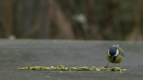 Great Tit Takes Quickly Grains Table Parus Major — 图库视频影像
