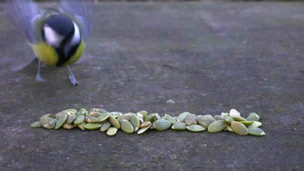 Great Tit Takes Quickly Seeds Table Parus Major — Wideo stockowe