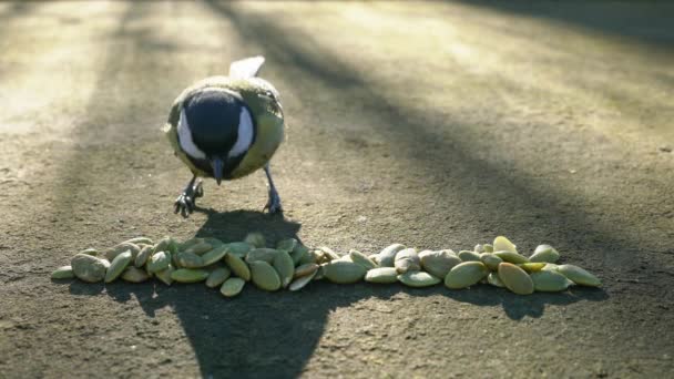 Great Tit Takes Quickly Seeds Table Parus Major — стоковое видео