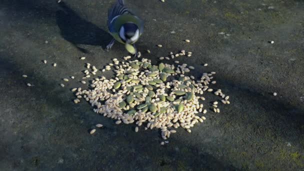 Great Tit Takes Quickly Seeds Table Parus Major — Stockvideo