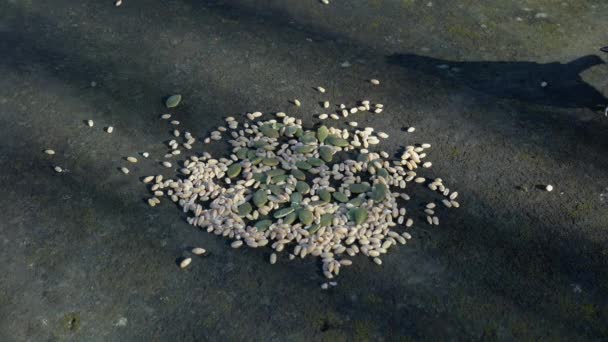 Great Tit Takes Quickly Seeds Table Parus Major — Vídeo de Stock