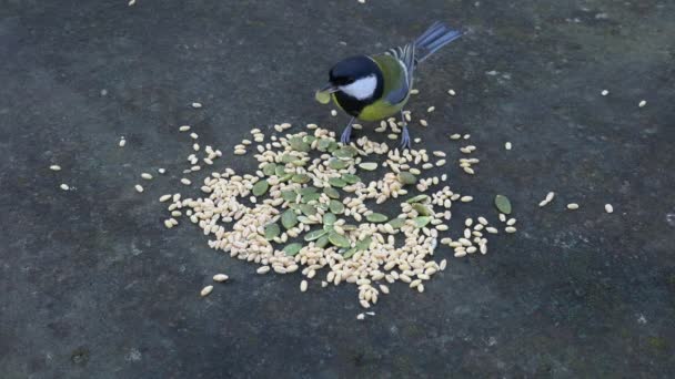 Great Tit Takes Quickly Seeds Table Parus Major — 图库视频影像