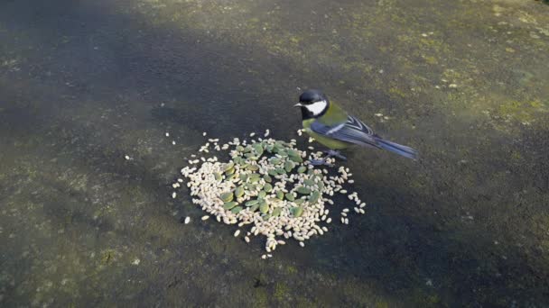 Great Tit Takes Quickly Seeds Table Parus Major — Video Stock