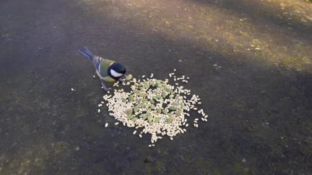 Great Tit Takes Quickly Seeds Table Parus Major — Vídeo de stock