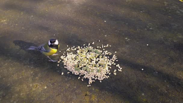 Great Tit Takes Quickly Seeds Table Parus Major — 图库视频影像