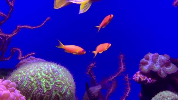 Colorful Tropical Fish Slow Motion Palma Mallorca Aquarium — Stockvideo