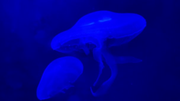 Jelly Fish Slow Motion Blue Palma Mallorca Aqurium — Stockvideo