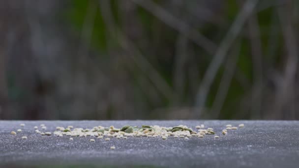 Great Tit Takes Quickly Seeds Table Parus Major — Stockvideo