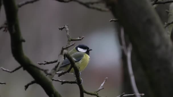 Great Tit Watches Carefully Tree Parus Major — Vídeos de Stock