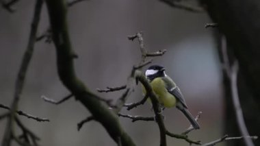 Great Tit watches carefully on tree (Parus major)