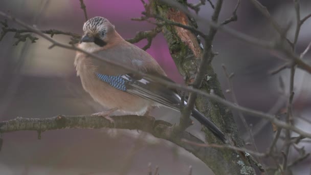 Eurasiática Jay Observa Cuidadosamente Árbol Garrulus Glandarius — Vídeo de stock