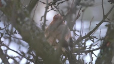 Avrasyalı Jay ağaçta dikkatlice izler (Garrulus glandarius)