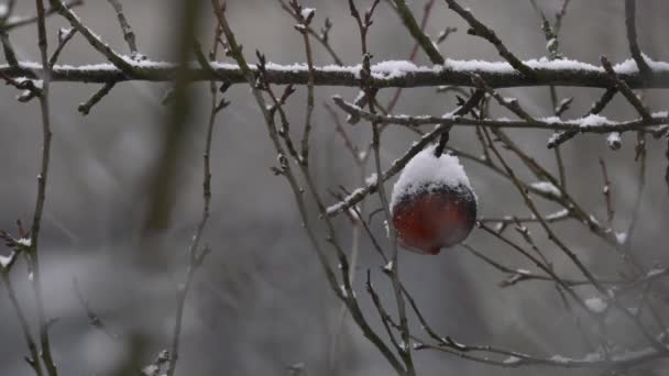 Nieve Cae Sobre Manzana — Vídeos de Stock