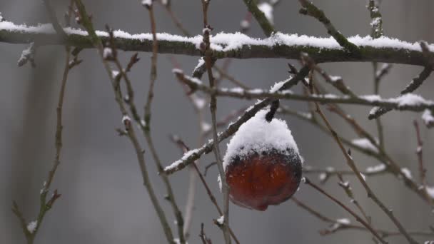 Nieve Sobre Manzana Abstracción — Vídeos de Stock