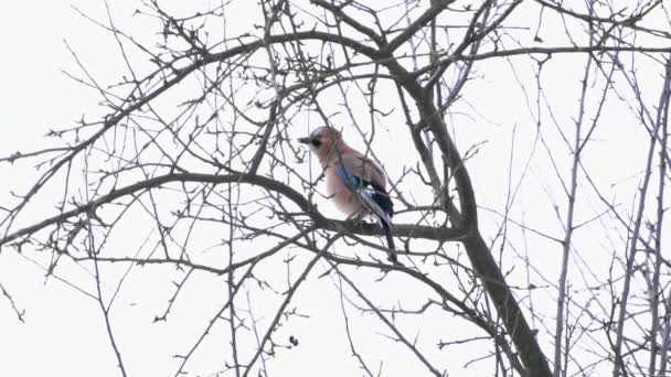 ユーラシア ジェイは木の上で注意深く見ています Garrulus Glandarius — ストック動画