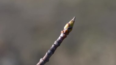 Baharda Whitebeam tomurcuklanıyor (Sorbus aryası)