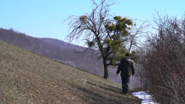 Człowiek Idzie Samotnego Drzewa Porośniętego Jemiołą Viscum Album — Wideo stockowe
