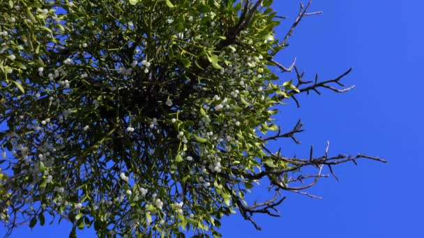 Омела Зеленые Листья Белые Фрукты Ветке Дерева Альбом Viscum — стоковое видео
