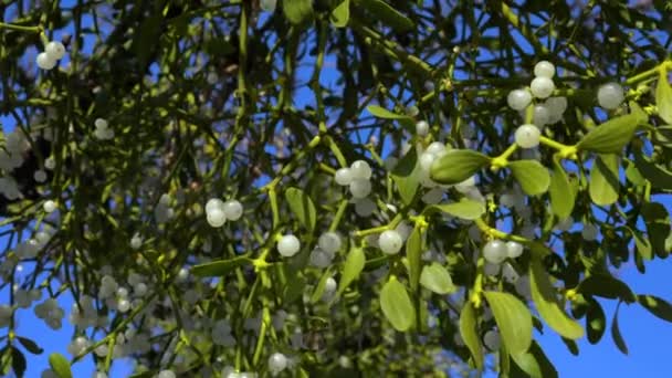 Muérdago Hojas Verdes Frutas Blancas Una Rama Árbol Álbum Viscum — Vídeos de Stock