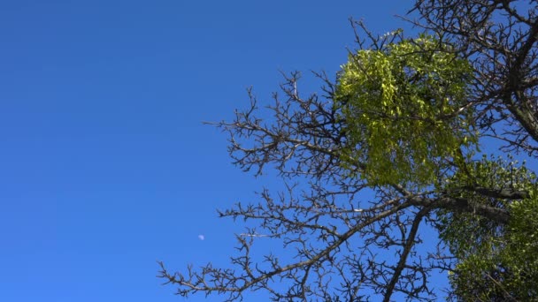 Bir Ağaç Dalında Ökseotu Yeşil Yapraklar Beyaz Meyveler Viscum Albümü — Stok video
