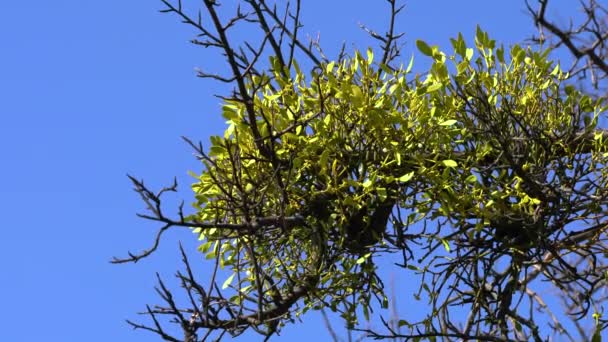 Ökseotu Ağaç Dalında Yeşil Yapraklar Viscum Albümü — Stok video