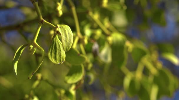 菊寄生 树枝上的绿叶 粘胶相册 — 图库视频影像