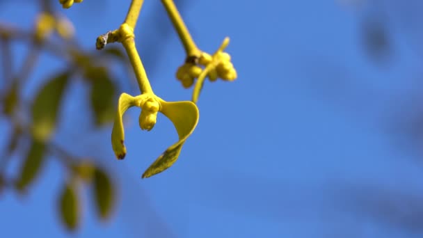 Ökseotu Ağaç Dalında Sarı Yapraklar Viscum Albümü — Stok video