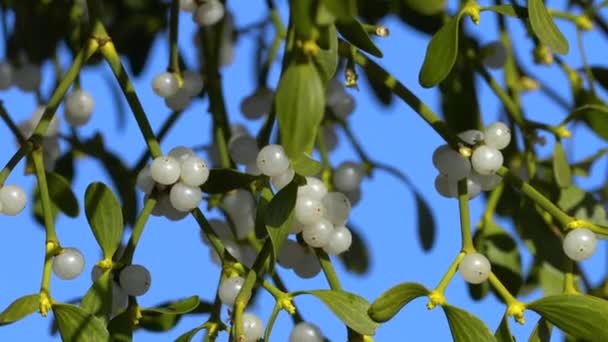 Muérdago Hojas Verdes Frutas Blancas Una Rama Árbol Álbum Viscum — Vídeos de Stock