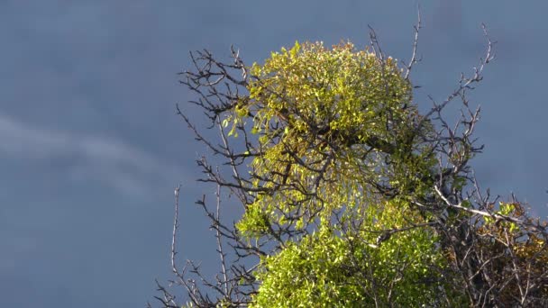 Γκι Πράσινα Φύλλα Κλαδί Δέντρου Viscum Album — Αρχείο Βίντεο