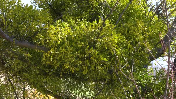 Містлео Зелене Листя Гілці Дерева Альбом Viscum — стокове відео