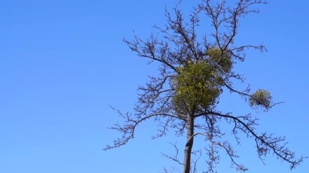 Jmelí Zelené Listy Větvi Stromu Viscum Album — Stock video