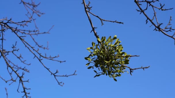 Muérdago Hojas Verdes Una Rama Árbol Viscum Álbum — Vídeos de Stock