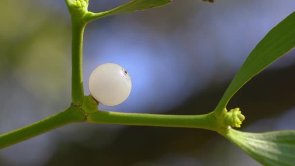 Muérdago Frutas Blancas Una Rama Árbol Álbum Viscum — Vídeos de Stock