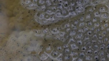 Bahar gölündeki rog yumurtaları