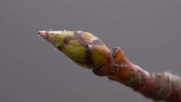 春天的白梁萌芽 Sorbus Aria — 图库视频影像