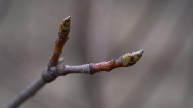 Baharda Whitebeam tomurcuklanıyor (Sorbus aryası)
