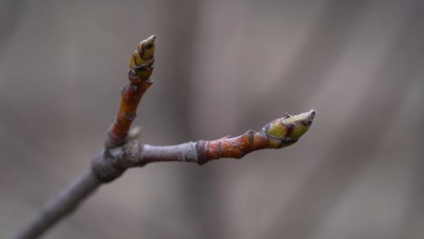 Whitebeam Budding Spring Sorbus Aria — Stock Video