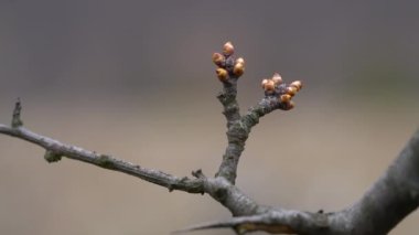 Baharda Blackthorn tomurcuklanıyor (Prunus spinosa)