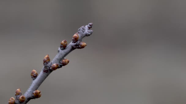 春に黒とげが出芽する Prunus Spinosa — ストック動画