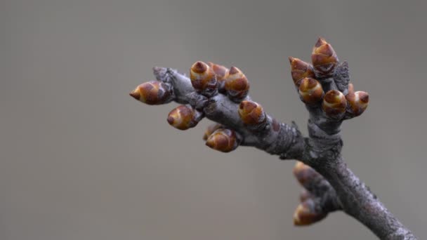 Coltivazione Del Biancospino Primavera Prunus Spinosa — Video Stock