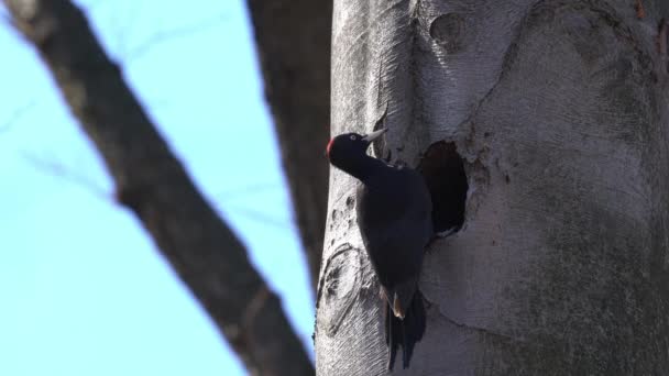 Dzięcioł Czarny Gnieździe Drzewie Ostrożnie Samice Dryocopus Martius — Wideo stockowe
