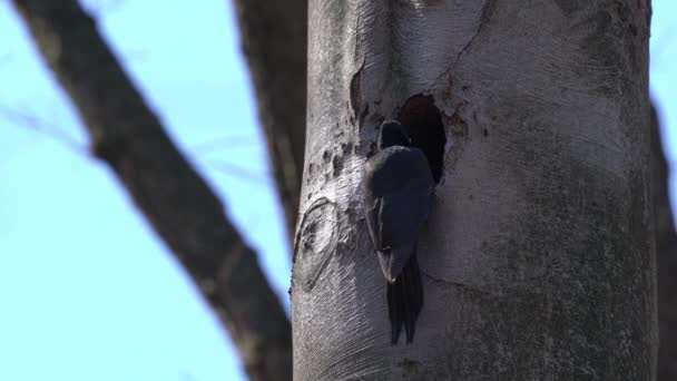 Pájaro Carpintero Negro Cava Entra Nido Hembra Dryocopus Martius — Vídeos de Stock