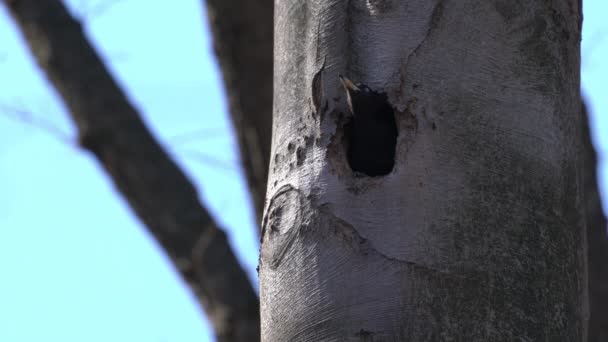 둥지에서 나오는 딱다구리 코푸스 마르티 — 비디오