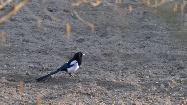 Eurasian Magpie Procura Comida Chão Pica Pica — Vídeo de Stock